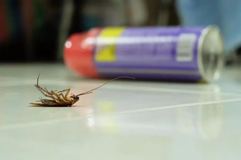 افضل مبيد حشري للصراصير - حل نهائي في 24 ساعة!