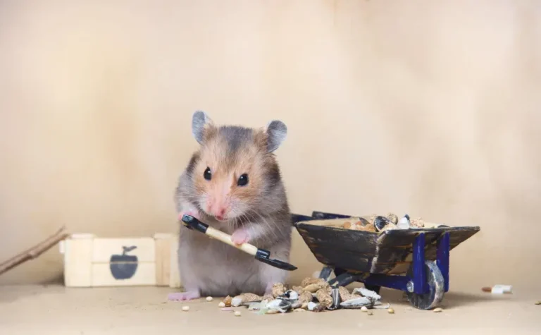 كيفية القضاء على الفئران في المجاري نهائياً وبسهولة